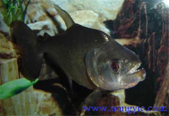 虎魚怎么養(yǎng)最好？