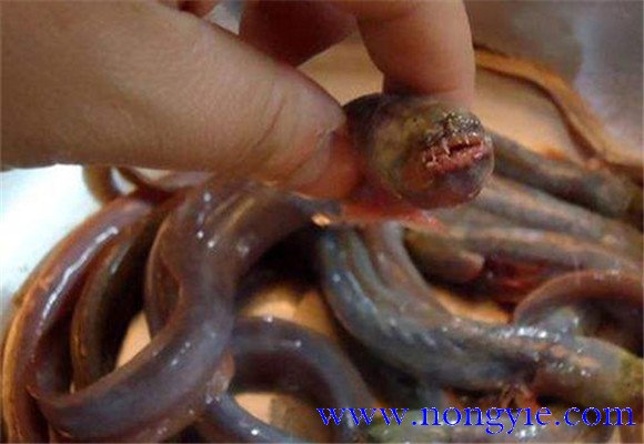 紅狼牙鰕虎魚(yú)能吃嗎？
