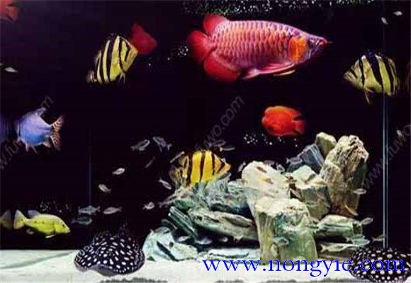 虎魚能和龍魚混養(yǎng)嗎？