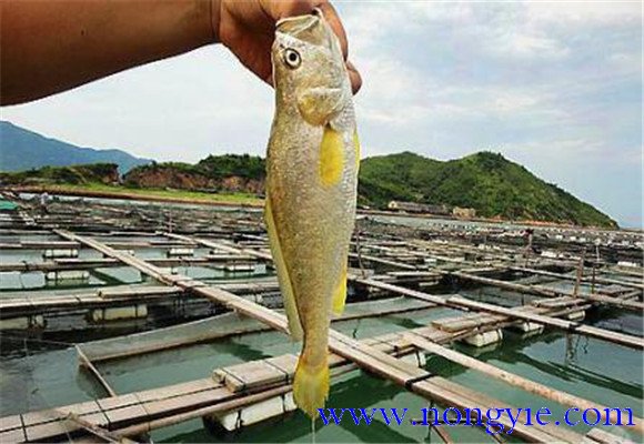 黃花魚能人工養(yǎng)殖嗎？