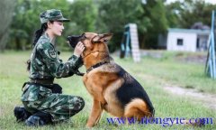 訓(xùn)犬應(yīng)遵循什么樣的基本原則，聽從什么忠告