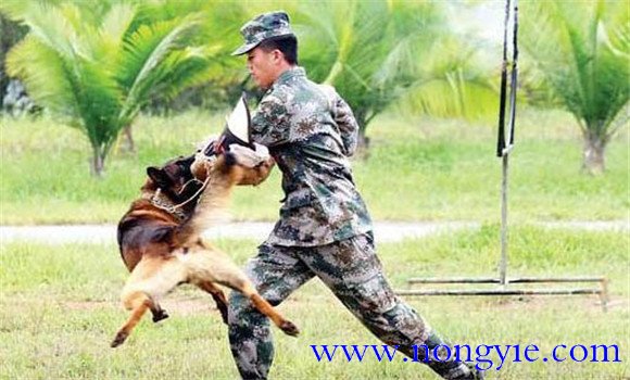 因犬制宜，區(qū)別對待的原則