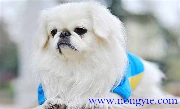 北京犬有何外貌特征和生活、性格特征