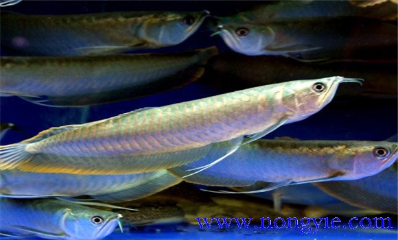 銀龍魚能長多大？