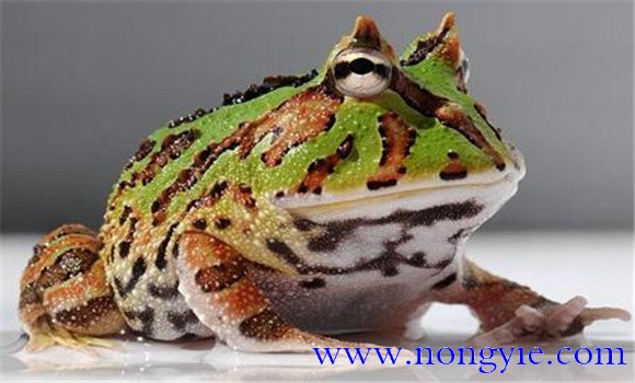 角蛙的飼養(yǎng)方法，角蛙如何飼養(yǎng)