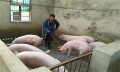 豬偽狂犬病的癥狀、危害及診斷要點,怎么治療