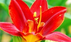 紅花的功效與作用 紅花的營養(yǎng)、功效、用法