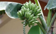 香蕉分類 你知道香蕉分幾種嗎？
