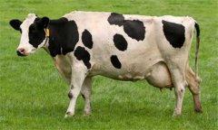 奶牛乳房炎久治不愈怎么辦：試試這幾個(gè)辦法！