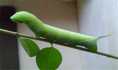 菜青蟲防治技術(shù)要點(diǎn) 有何危害？