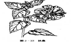 扶?；ㄔ趺答B(yǎng)，盆栽扶?；ㄔ趺答B(yǎng)才能開(kāi)好花
