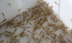 魚苗池為何要清整？
