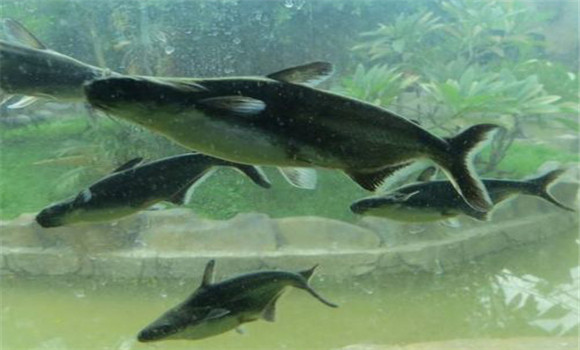 魚(yú)苗養(yǎng)殖