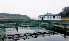 如何利用豆?jié){培育魚苗？