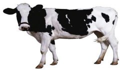 奶牛場牛群結(jié)構(gòu)調(diào)整 影響牛群結(jié)構(gòu)合理的因素