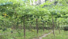怎樣種漆樹(shù)，漆樹(shù)種植技術(shù)要點(diǎn)