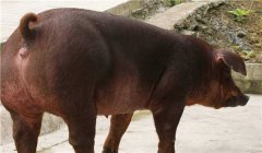怎樣養(yǎng)好種公豬，種公豬的飼養(yǎng)管理技術(shù)要點