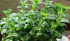 留蘭香種植方法簡介，怎樣栽培留蘭香