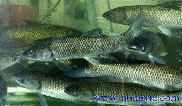 飼養(yǎng)草魚生長(zhǎng)周期是多久
