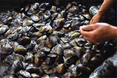 怎樣養(yǎng)珍珠，怎樣進(jìn)行河蚌育珠