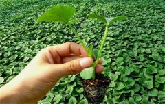 黃瓜栽培技術(shù)與管理：育苗、定植與管理
