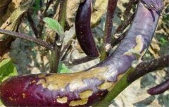 茄子病蟲害防治：茄子綿疫病、褐紋病、地老虎