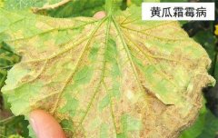 黃瓜病蟲害防治：黃瓜霜霉病、白粉病、紅蜘蛛