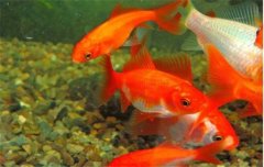 金魚的種類可分為草金魚、龍睛魚、文魚和蛋魚