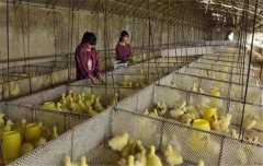 鵝飼養(yǎng)管理要求：雛鵝、小鵝、中鵝的飼養(yǎng)管理