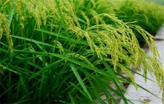 水稻施肥量及比例您知道嗎？水稻要如何施肥？