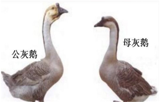 公、母鵝的配偶