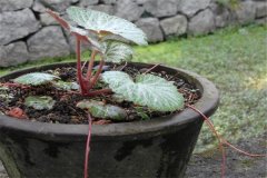 如何盆栽虎耳草，虎耳草盆栽關(guān)鍵技術(shù)解密