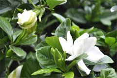 盆栽梔子花好養(yǎng)嗎？告訴你梔子花盆栽怎樣養(yǎng)殖
