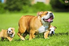 怎樣加強(qiáng)懷孕母犬飼養(yǎng)管理，防止胚胎死亡或流