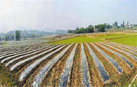 盡量采用農業(yè)措施