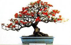 火棘如何盆栽？講述火棘種植的那些細(xì)節(jié)問題