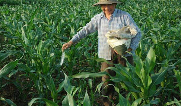 重施磷肥、巧施穗肥