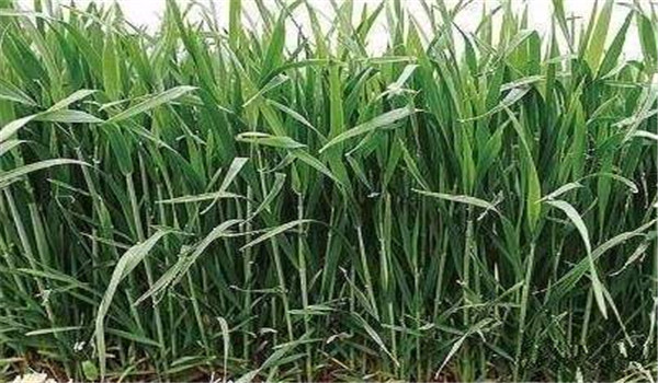 抗旱防漬、保根護(hù)葉