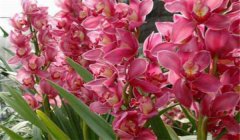大花蕙蘭什么時(shí)候開花，如何養(yǎng)護(hù)與管理