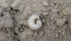 地老虎的防治辦法、習(xí)性與為害特點