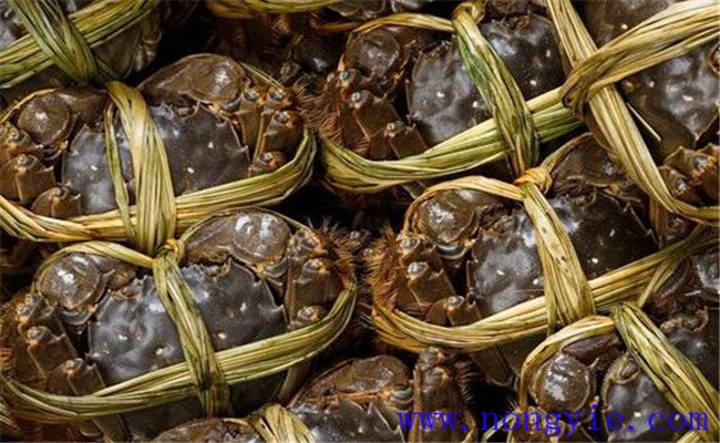 河蟹買來后能放多長(zhǎng)時(shí)間