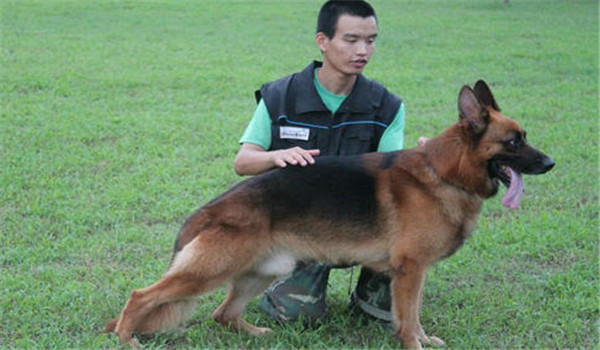 因犬制宜，區(qū)別對待