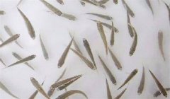 魚苗放養(yǎng)密度多少合適，需注意什么？