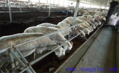 羊主要吃什么飼料、牧草 羊的飼養(yǎng)管理注意什么
