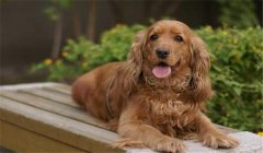 可卡犬多少錢一只？如何選購(gòu)與飼養(yǎng)可卡犬