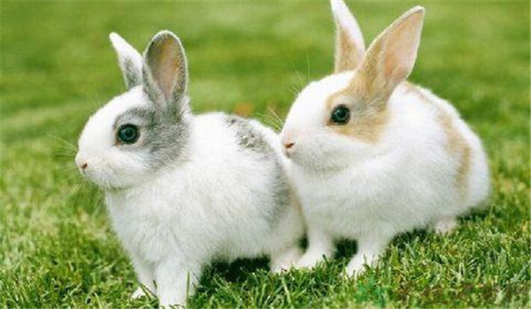 青料為主、精飼為輔