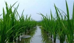 晚稻施穗肥效果好不好，應(yīng)怎樣施肥？