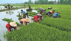 中稻什么時候下種、幾月收割？