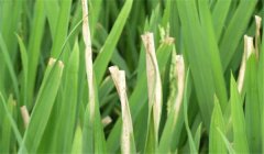 怎樣防止雜交水稻的白葉枯病 用什么藥治療？