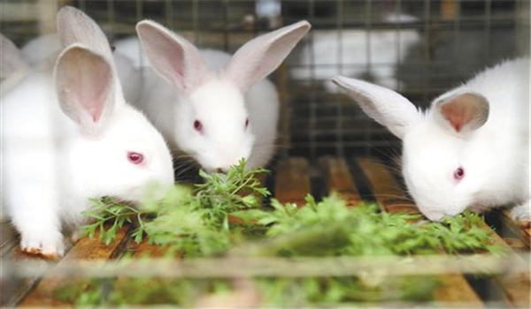 喂新鮮、優(yōu)質(zhì)的飼料
